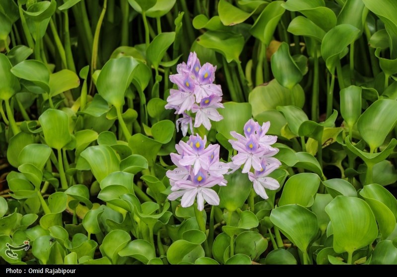 تاختوتاز "شیطان بنفش" در شمال ایران/ بحران زیستمحیطی تمامعیار "سنبل آبی" در تالابها اخبار استان مازندران , اخبار ساری , نظام مسائل استان مازندران , نظام مسائل استان ,