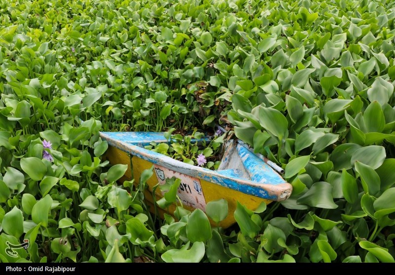 تاختوتاز "شیطان بنفش" در شمال ایران/ بحران زیستمحیطی تمامعیار "سنبل آبی" در تالابها اخبار استان مازندران , اخبار ساری , نظام مسائل استان مازندران , نظام مسائل استان ,