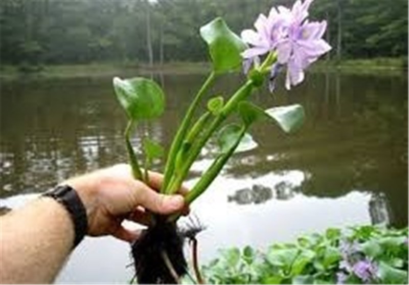 تاختوتاز "شیطان بنفش" در شمال ایران/ بحران زیستمحیطی تمامعیار "سنبل آبی" در تالابها اخبار استان مازندران , اخبار ساری , نظام مسائل استان مازندران , نظام مسائل استان ,