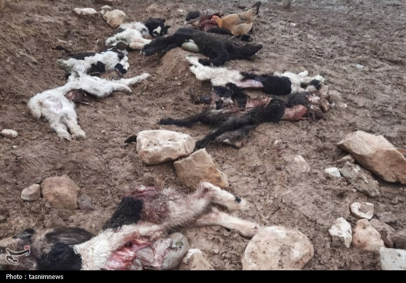 راز حمله به گله جونک؛ پلنگ بود یا گرگ+تصویر اخبار استان کهگیلویه و بویراحمد , پایش و نظارت در محیط زیست ,