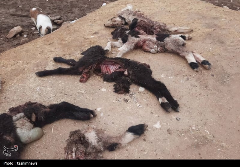 راز حمله به گله جونک؛ پلنگ بود یا گرگ+تصویر اخبار استان کهگیلویه و بویراحمد , پایش و نظارت در محیط زیست ,