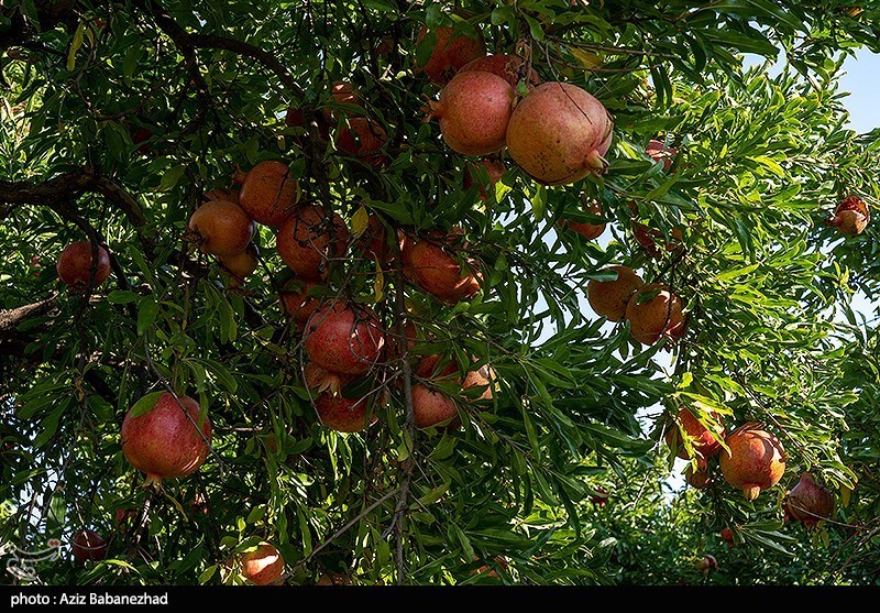 راز طلای سرخ در میانکاله/ محصولی که جای برنج و مرکبات را گرفت/ برگ برنده شمال چیست؟ اخبار ساری ,