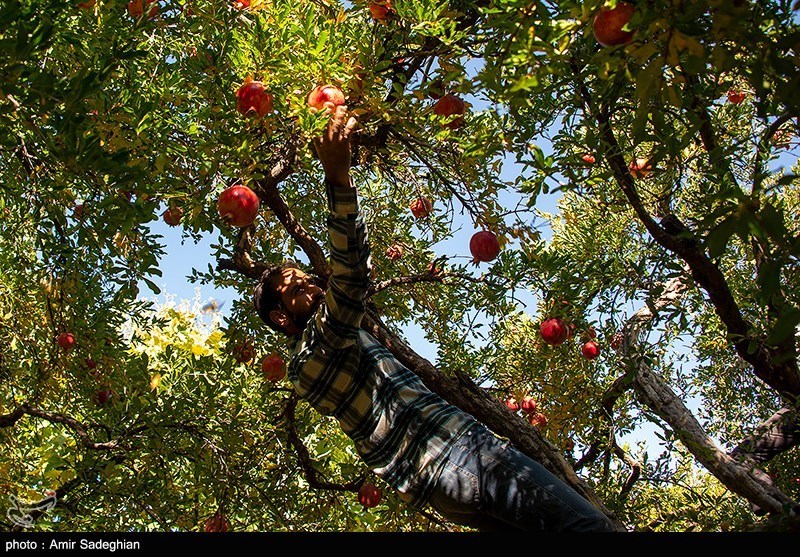 راز طلای سرخ در میانکاله/ محصولی که جای برنج و مرکبات را گرفت/ برگ برنده شمال چیست؟ اخبار ساری ,