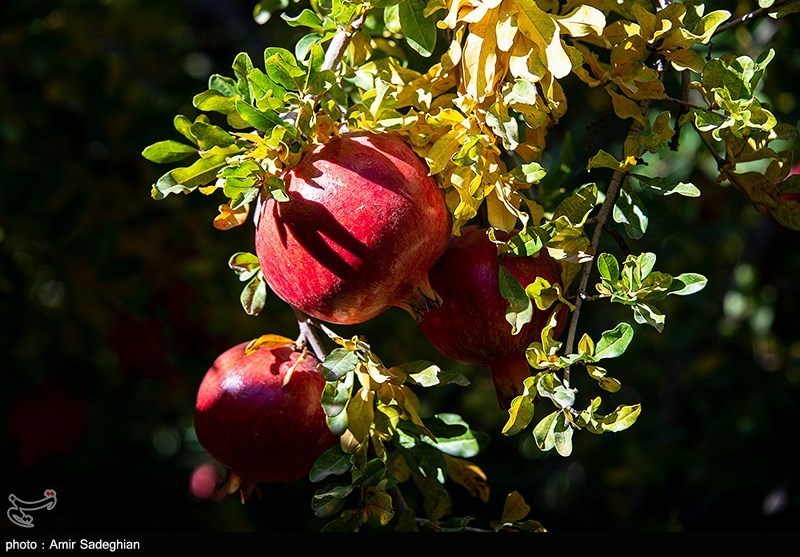 راز طلای سرخ در میانکاله/ محصولی که جای برنج و مرکبات را گرفت/ برگ برنده شمال چیست؟ اخبار ساری ,