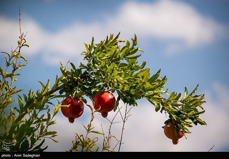 راز طلای سرخ در میانکاله/ محصولی که جای برنج و مرکبات را گرفت/ برگ برنده شمال چیست؟ اخبار ساری ,