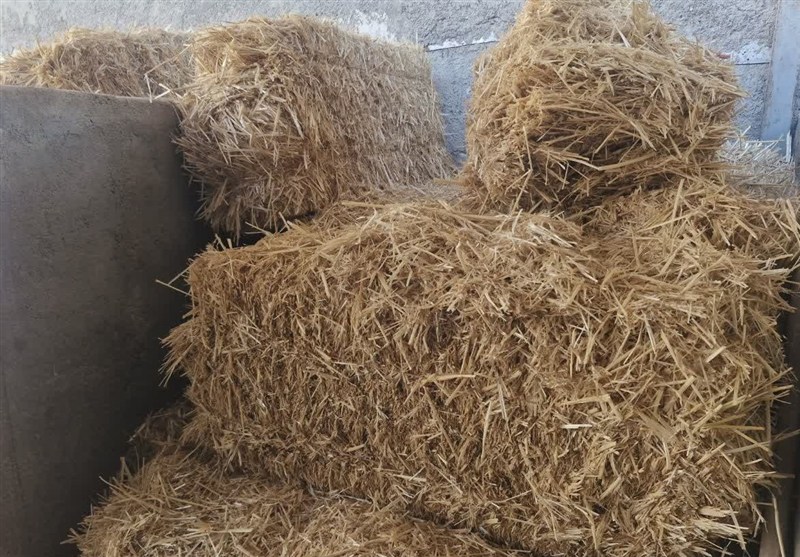 نهادههای دامی با تأخیر توزیع میشود اخبار اسلامشهر , کشاورزی , گرانفروشی , تولید ملی ,