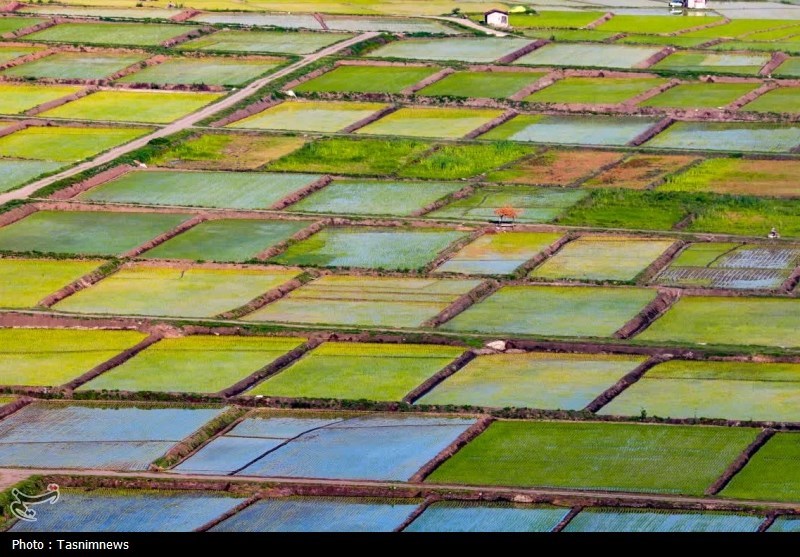 آیا خودکفایی ایران در برنج نزدیک است؟ اخبار استان مازندران , اخبار بابل ,