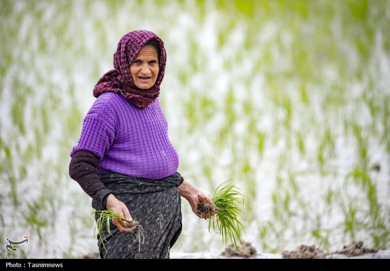 آیا خودکفایی ایران در برنج نزدیک است؟ اخبار استان مازندران , اخبار بابل ,