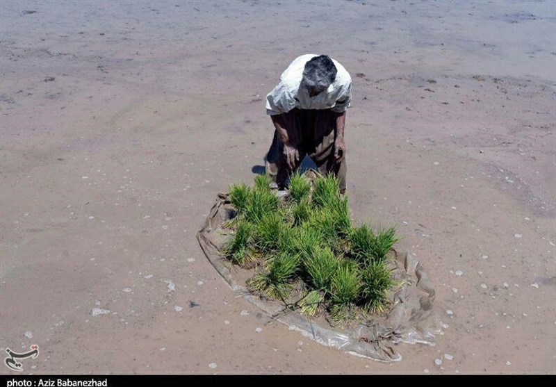 آیا خودکفایی ایران در برنج نزدیک است؟ اخبار استان مازندران , اخبار بابل ,