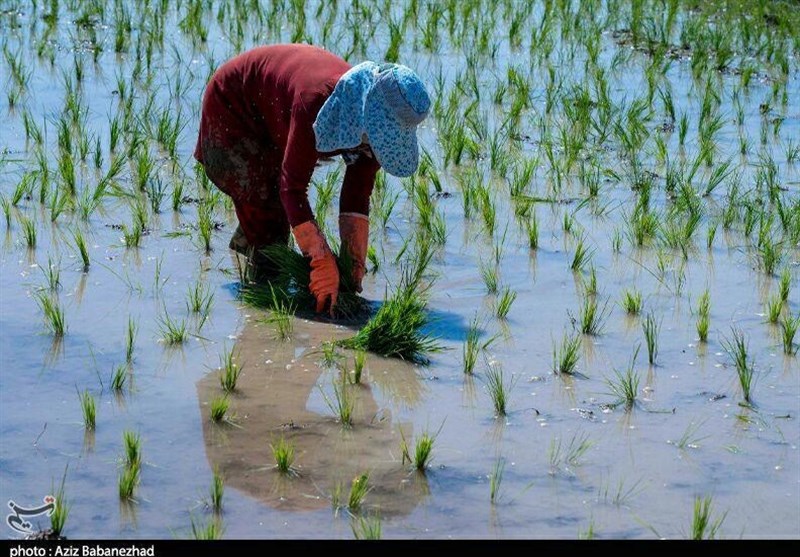 آیا خودکفایی ایران در برنج نزدیک است؟ اخبار استان مازندران , اخبار بابل ,