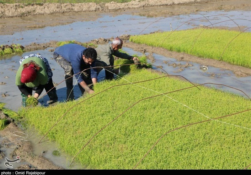 آیا خودکفایی ایران در برنج نزدیک است؟ اخبار استان مازندران , اخبار بابل ,