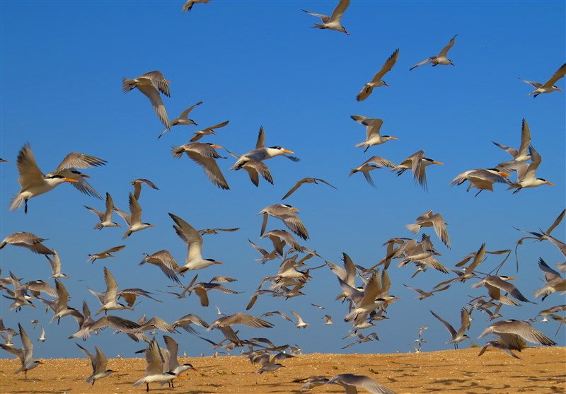 اخبار استان مازندران , اخبار ساری , 