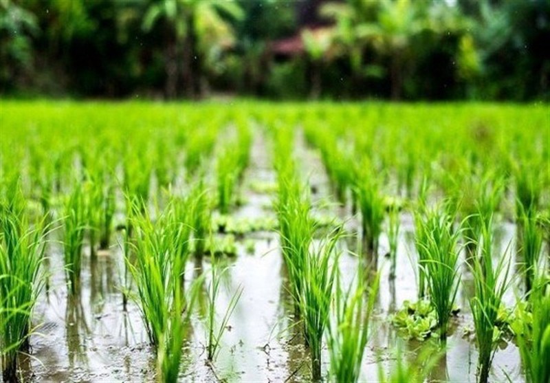 اخبار استان مازندران , اخبار ساری , کشاورزی , 