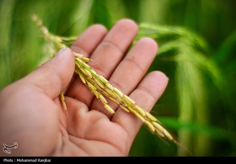 اخبار استان مازندران , اخبار ساری , کشاورزی , 