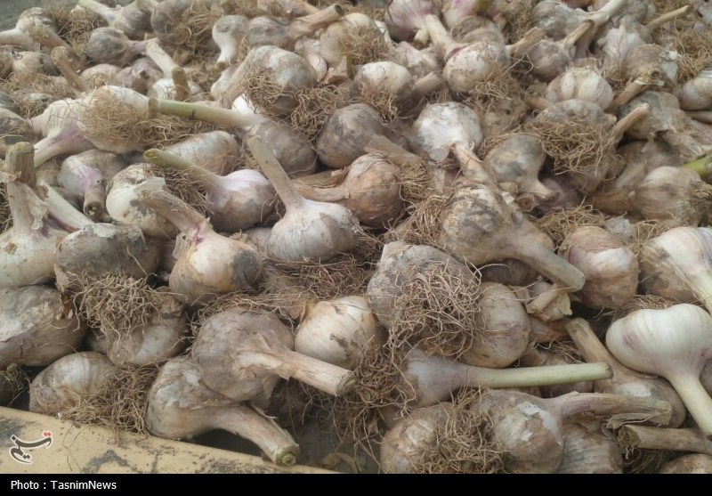 روستایی که با سیر نفس میکشد؛ «اَتو» و داستان یک برند موفق اخبار استان مازندران , اخبار ساری ,