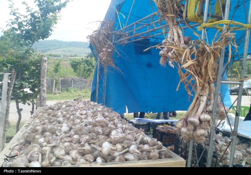 روستایی که با سیر نفس میکشد؛ «اَتو» و داستان یک برند موفق اخبار استان مازندران , اخبار ساری ,