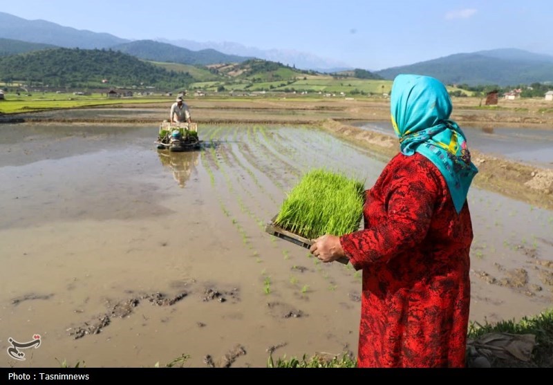 اخبار استان مازندران , اخبار ساری , 