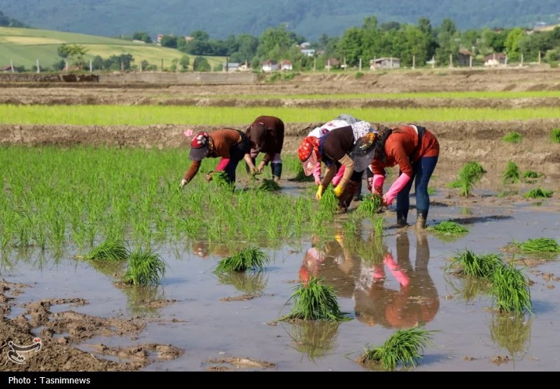 اخبار استان مازندران , اخبار ساری , 