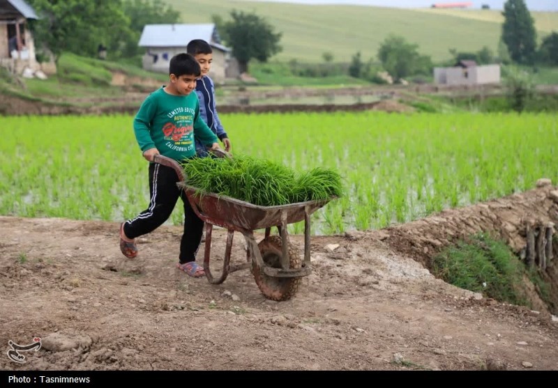 اخبار استان مازندران , اخبار ساری , 