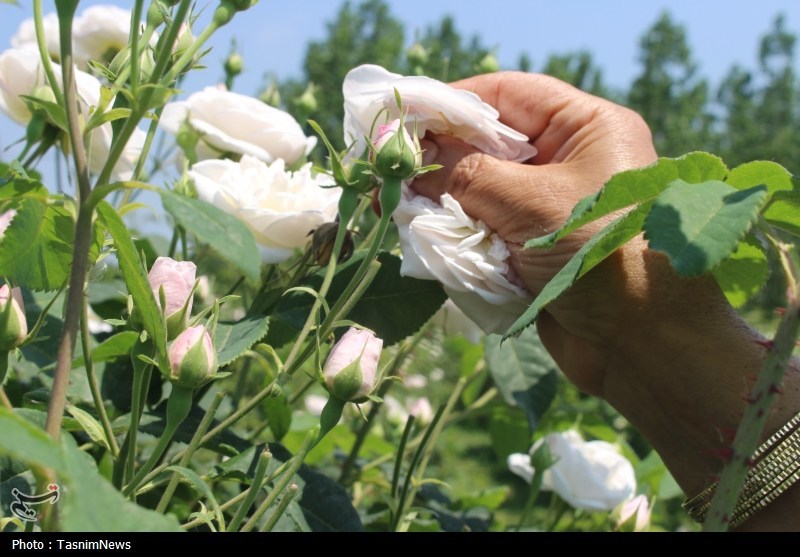 اخبار استان گیلان , نظام مسائل استان گیلان , تولید؛ دانش بنیان، اشتغال آفرین , 