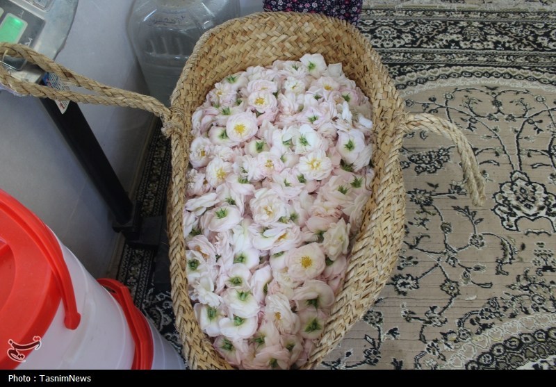 اخبار استان گیلان , نظام مسائل استان گیلان , تولید؛ دانش بنیان، اشتغال آفرین , 