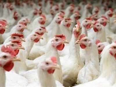 ادعای مرغداران؛ خرید سویا از بازار آزاد قیمت مرغ زنده را بالا برده است