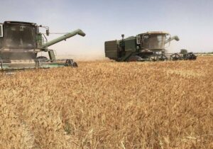 افزایش ۲۹ درصدی خرید گندم در خرمشهر