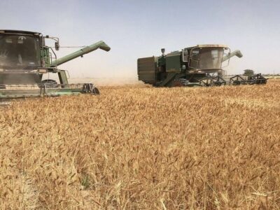 افزایش ۲۹ درصدی خرید گندم در خرمشهر