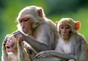 صادرات میمون اوگاندایی به ایران!