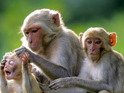 صادرات میمون اوگاندایی به ایران!