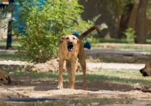 فارس من| درخواست پایان پرسه‌زنی سگ‌های ولگرد دماوند