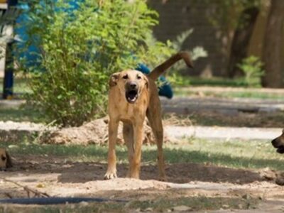 فارس من| درخواست پایان پرسه‌زنی سگ‌های ولگرد دماوند