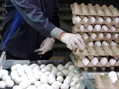 مازاد ۲۵۰ تنی تخم مرغ در روز | کنجاله سویا؛ کالای رسوبی در کشتی ها و کمیاب در بازار