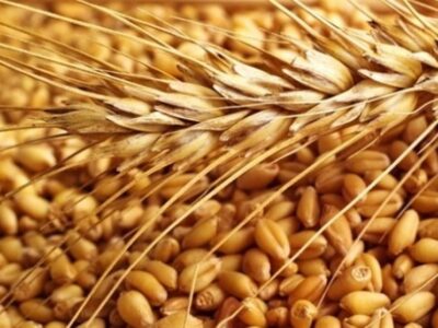 وزارت کشاورزی خواستار افزایش ۳ برابری یارانه بذر گندم شد