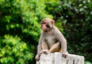 استخدام «مرد میمونی» در هند برای نشست گروه ۲۰! + عکس