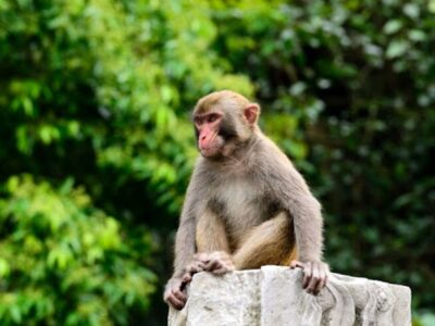 استخدام «مرد میمونی» در هند برای نشست گروه ۲۰! + عکس