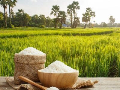 برنج سنواتی هاشمی با قیمت ۷۰ هزار تومان از کشاورزان خرید توافقی می‌شود