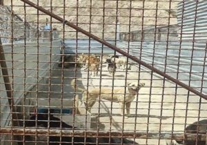 جمع‌آوری هزار و ۴۸۹ قلاده سگ ولگرد در شهرستان شهریار با دستور قضایی