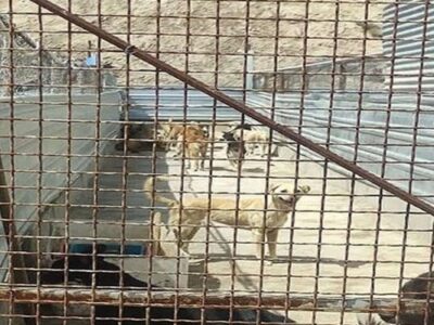 جمع‌آوری هزار و ۴۸۹ قلاده سگ ولگرد در شهرستان شهریار با دستور قضایی