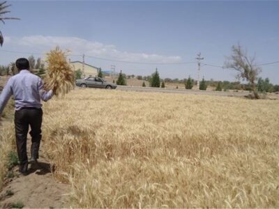 خودکفایی ۹۸ درصدی ایران در تولید هسته‌های اولیه بذر گندم و جو