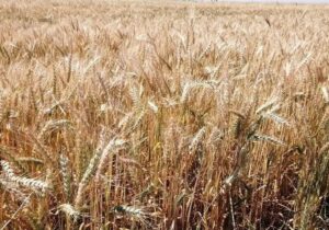 رقم نهایی خرید تضمینی گندم ۱۰٫۵میلیون تن شد/ افزایش ۲۵درصدی تولید گندم در دیمزارها