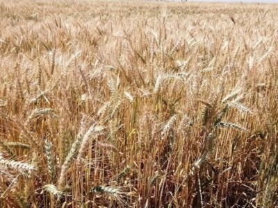 رقم نهایی خرید تضمینی گندم ۱۰٫۵میلیون تن شد/ افزایش ۲۵درصدی تولید گندم در دیمزارها