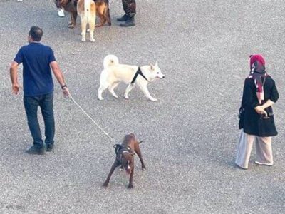 فارس من| مخاطبان فارس: سگ‌گردانی در تهران موجب سلب امنیت شده است