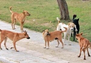 فارس من| مطالبه ۱۸ هزار نفر: سگ‌های ولگرد را جمع‌آوری کنید