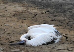 مرگ دردناک ۱۷۰ پرنده هورالعظیم در برخورد با کابل‌های برق + عکس