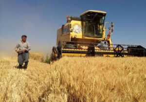 میزان پروتئین گندم ایران افزایش یافت
