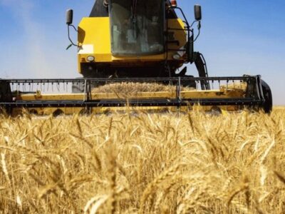 وزیر جهاد کشاورزی: بیش از ۱۰ میلیون تُن گندم امسال از کشاورزان خریداری شد