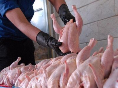 پیشنهاد رفع محدودیت مرغدارانی که ۹۰ درصد مرغ خود را کشتار نکردند + سند