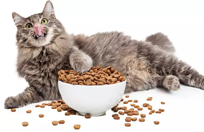 بهترین رژیم غذایی برای گربه‌ها