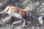 دستگیری یک گروه شکارچی غیرمجاز در منطقه حفاظت شده البرز مرکزی